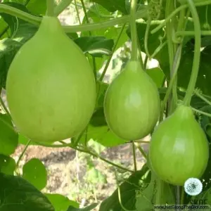 Hạt Giống Bầu Tròn (Lagenaria siceraria)