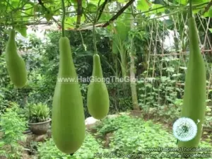 Hạt Giống Bầu Xị