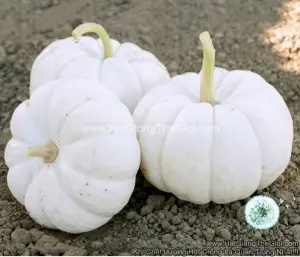 Hạt Giống Bí Baby Trắng
