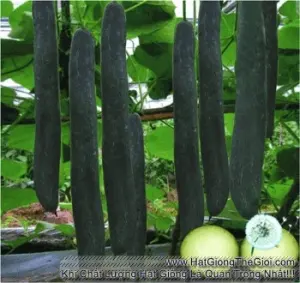 Hạt Giống Bí Sặt Bí Xanh - (Cucurbitaceae)