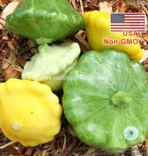 Hạt Giống Bí Dĩa Bay - Mix Nhiều Màu (Cucurbita pepo)