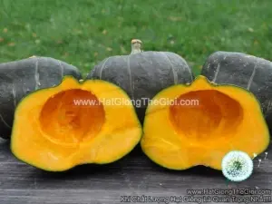 Hạt Giống Bí Đỏ Ngon Anh Quốc