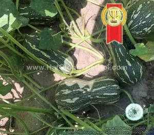 Hạt Giống Bí Hạt Đậu F1 Sai Quả TG116