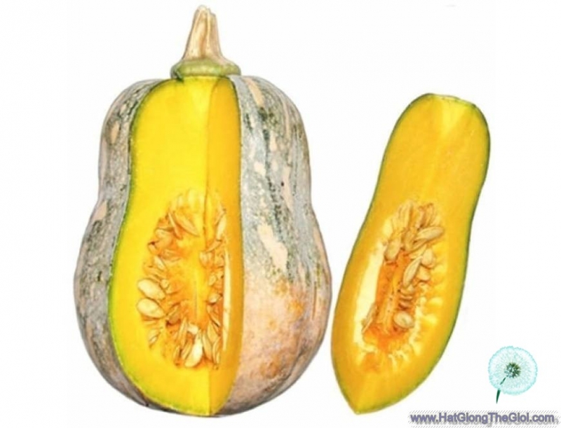 hat giong bi hat dau lai  cucurbita maxima