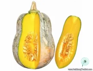 Hạt Giống Bí Hạt Đậu Lai (Cucurbita maxima)