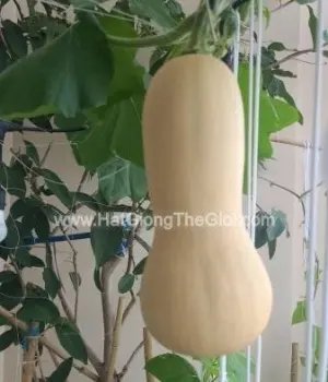 Hạt Giống Bí Hồ Lô Da Trơn F1