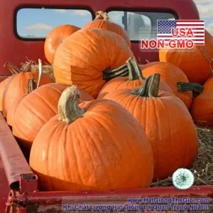Hạt Giống Bí Khổng Lồ - Max 90kg (Cucurbita maxima)