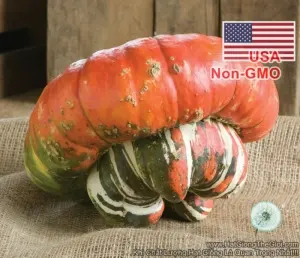 Hạt Giống Bí Mũ Thổ Nhĩ Kỳ (Cucurbita maxima)