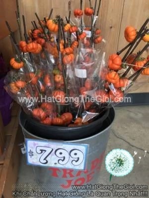 hat giong bi ngo cat canh