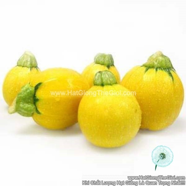 hat giong bi ngoi banh vang f1 tg202