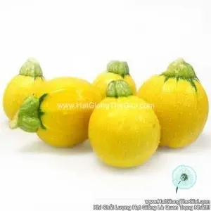 Hạt Giống Bí Ngòi Banh Vàng F1 TG202
