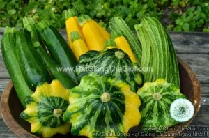 Hạt Giống Bí Ngòi Mix USA