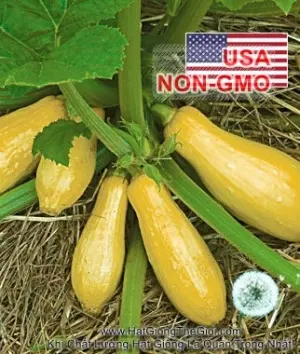 Hạt Giống Bí Ngòi Vàng - Siêu Nhanh Cao Sản Prolific (Cucurbita pepo)