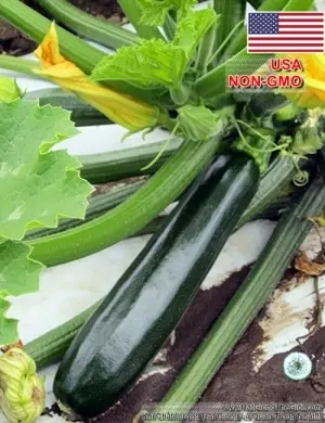 Hạt Giống Bí Ngòi Xanh - Dark (Cucurbita pepo)