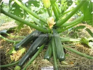 Hạt Giống Bí Ngòi Xanh F1 TG393