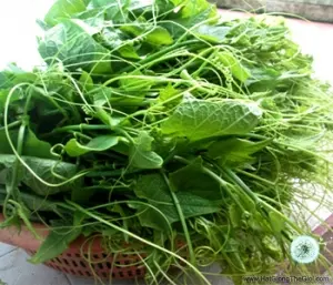 Hạt Giống Bí Siêu Ngọn (Cucurbita maxima)