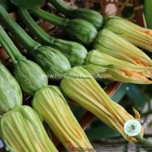 Hạt Giống Bí Siêu Nụ