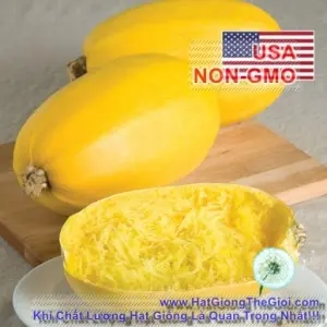 Hạt Giống Bí Sợi Mì Ý - Spaghetti (Cucurbita pepo)