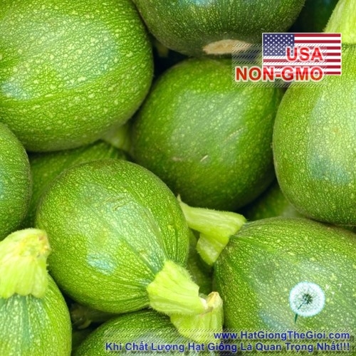 hat giong bi ngoi tron xanh   tatu chiu nhiet  cucurbita pepo