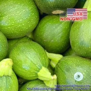 Hạt Giống Bí Ngòi Tròn Xanh - Tatu Chịu Nhiệt (Cucurbita pepo)