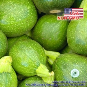 hat giong bi ngoi tron xanh   tatu chiu nhiet  cucurbita pepo