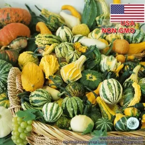 Hạt Giống Bí Tí Hon (Cucurbita maxima)
