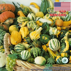 hat giong bi ti hon  cucurbita maxima