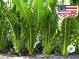 Hạt Giống Bồ Công Anh ITALIAN (Catalogna frastagliata)