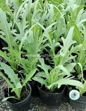 Hạt Giống Bồ Công Anh Việt Nam Lá Chẻ