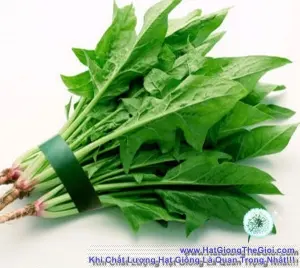Hạt Giống Bó Xôi - Chịu Nhiệt (Spinacia oleracea)