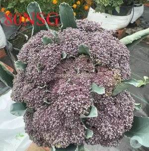 Hạt Giống Bông Cải Tím