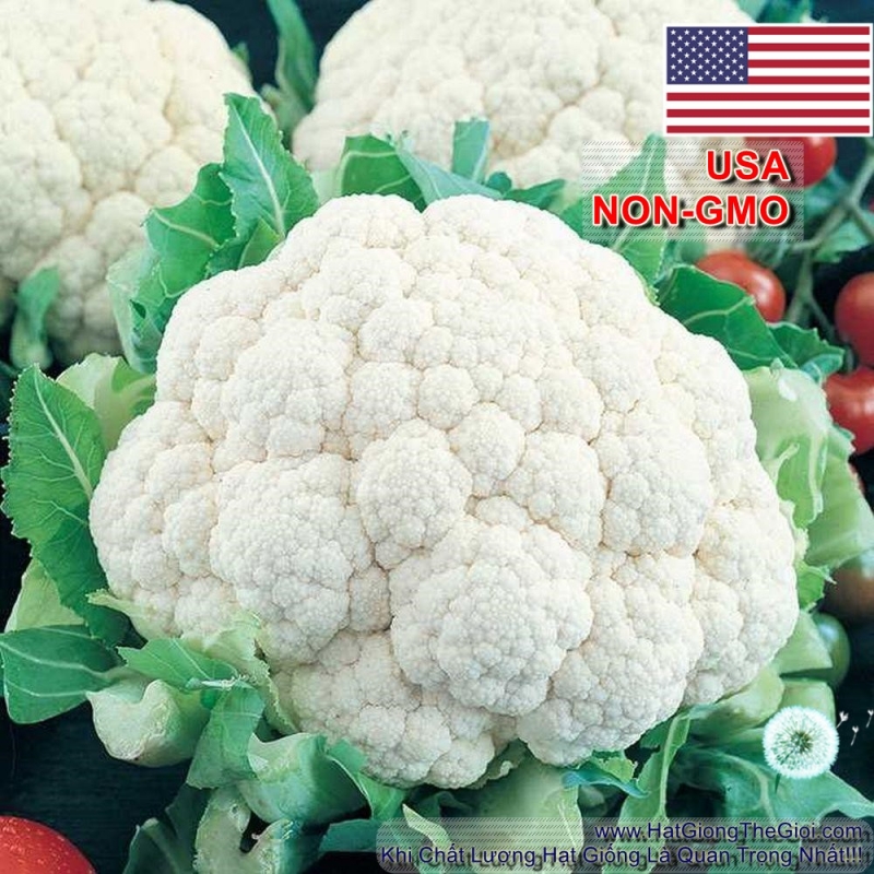 hat giong bong cai trang   tu cuon la snowball  brassica oleracea