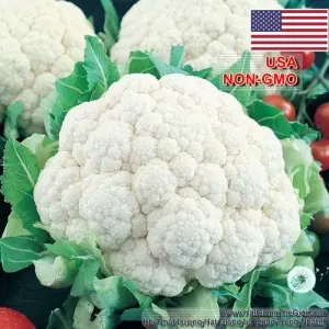Hạt Giống Bông Cải Trắng - Tự Cuộn Lá SnowBall (Brassica oleracea)