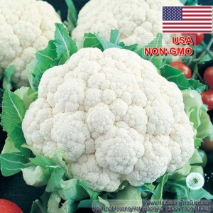 hat giong bong cai trang   tu cuon la snowball  brassica oleracea
