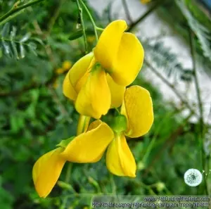 Hạt Giống Bông Điên Điển - Miền Tây (Sesbania sesban)