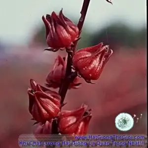 Hạt Giống Bụp Giấm (Hibiscus sabdariffa L)