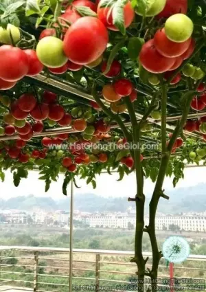 Hạt Giống Cà Chua Bạch Tuộc Kokhava F1