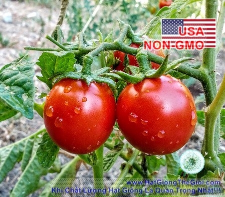 hat giong ca chua   trung hong chiu han porter  solanum lycopersicum