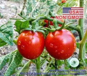 Hạt Giống Cà Chua - Trứng Hồng Chịu Hạn Porter (Solanum Lycopersicum)