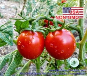 hat giong ca chua   trung hong chiu han porter  solanum lycopersicum