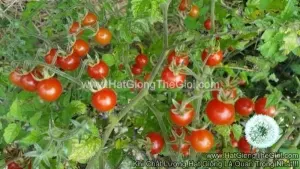 Hạt Giống Cà Chua Bi Rừng TG83