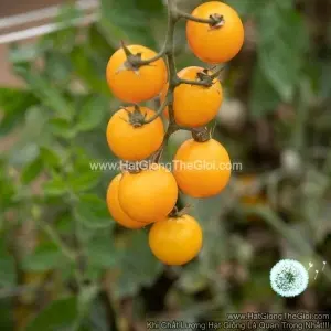 Hạt Giống Cà Chua Cherry Chum8 Gold