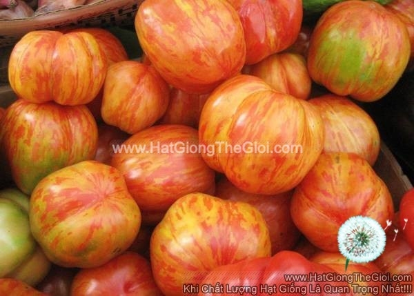 hat giong ca chua cherry cop van