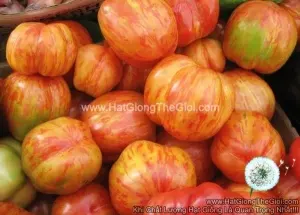 Hạt Giống Cà Chua Cherry Cọp Vằn
