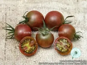 Hạt Giống Cà Chua Cherry Nâu Đỏ Chịu Nhiệt