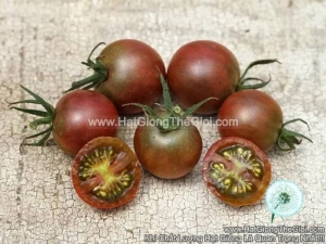 hat giong ca chua cherry nau do chiu nhiet