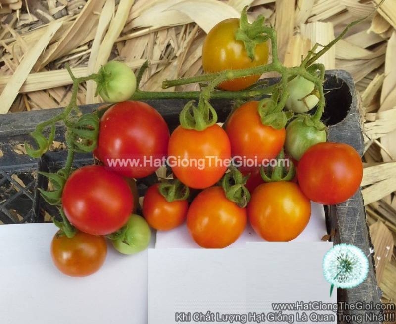 hat giong ca chua cherry f1 tg43 bon mua