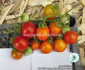 Hạt Giống Cà Chua Cherry F1 TG43 Bốn Mùa