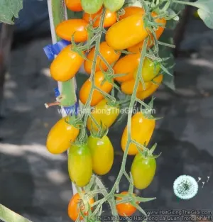 Hạt Giống Cà Chua Cherry F1 Vàng CHỊU NHIỆT Brix10 TG15
