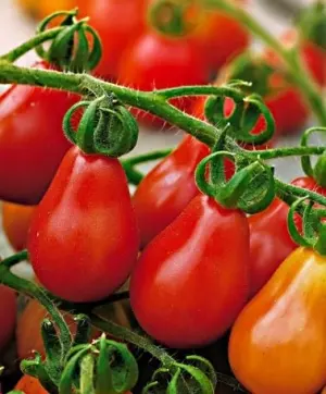 Hạt Giống Cà Chua Cherry Lê Đỏ (Solanum lycopersicum)